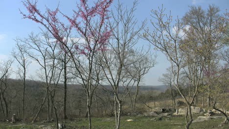 Missouri-Bäume-Und-Redbud