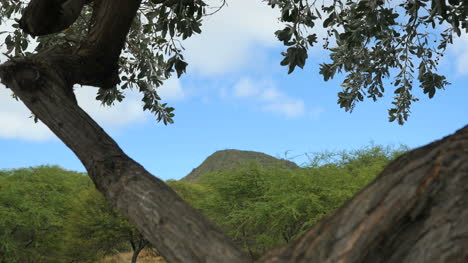 Oahu-Koko-Kopf-Durch-Baum