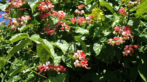 Oahu-Rote-Und-Rosa-Blumen