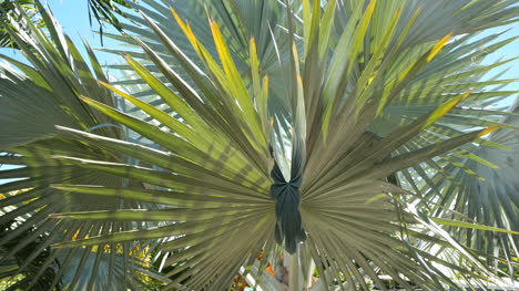 Oahu-Palm-Frond