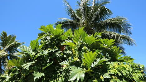 Oahu-Vegetación-Tropical-Con-Palmera