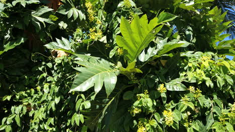 Oahu-Vegetación-Tropical-Con-Flor-Amarilla
