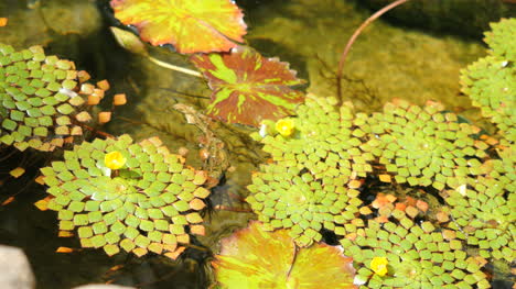 Oahu-Gelbe-Wasserblumen-Und-Interessante-Blätter
