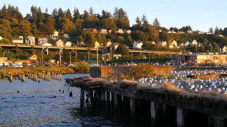 Oregon-Columbia-Astoria-In-Evening-With-Gulls