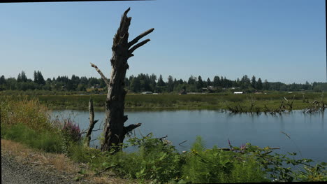 Oregon-Columbia-River-Backwater-With-Dead-Tree-Trunk