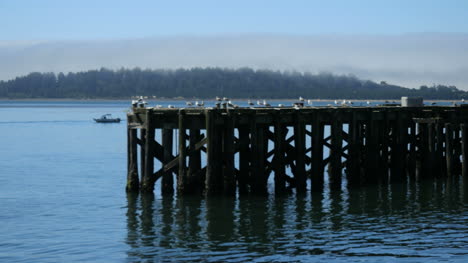 Oregon-Tillamook-Bay-Möwen-Sitzen-Auf-Dem-Pier