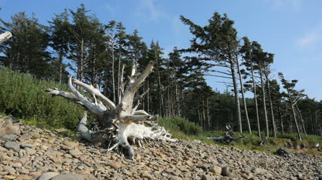 Oregon-Coast-Raíces-De-árboles-Muertos