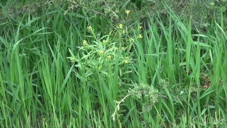 Oregon-Gras-Und-Blumen