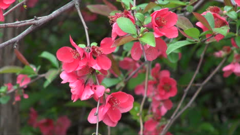Flores-De-Color-Rosa-Oregon-En-Primavera