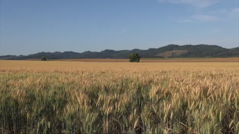 Oregon-Valley-Wheat-Field