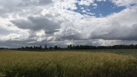 Oregon-Wheat-Under-Cloudy-Sky