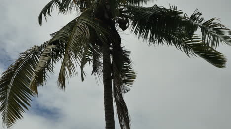 Samoa-Throwing-Coconuts