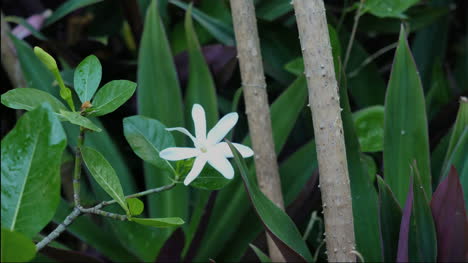 White-Flower-And-Green-Leaves-Zoom-In