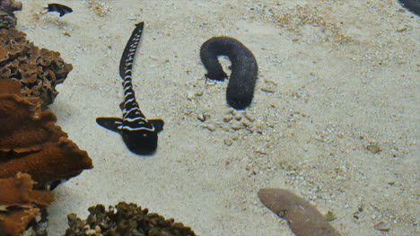 Peces-De-Fondo-De-Acuario