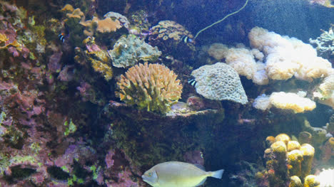 Aquarienfische-Und-Korallen