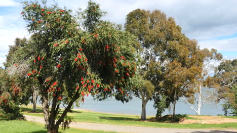 Vista-Del-Lago-Australia-Hume-Con-árbol-De-Cepillo-De-Botella-Con-Flores