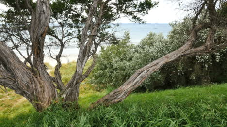 Australia-Mornington-Península-árbol-Costero