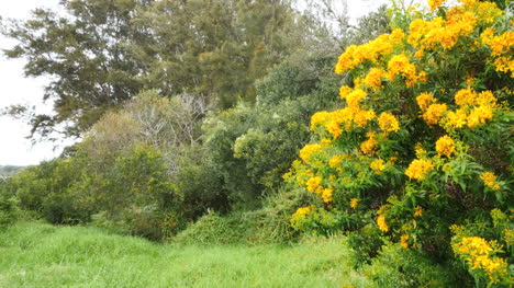 Australia-Mornington-Peninsula-Flowering-Shrubs