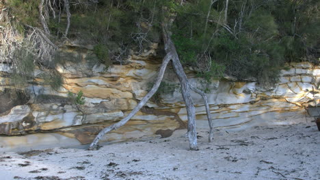 Australien-Murramarang-Strand-Toter-Baum
