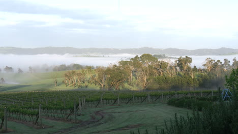 Australien-Outlook-Hill-Bäume-Und-Nebel-Zoom-Mit-Vogel