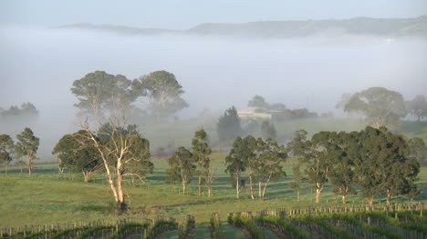 Australien-Outlook-Hill-Bäume-Und-Nebel-Mis