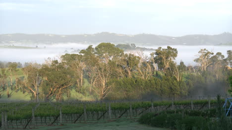 Australien-Aussichtshügel-Mit-Baum-Und-Nebel