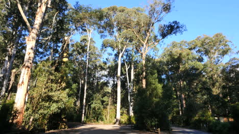 Australien-Yarra-Reicht-Np-Gum-Forest-View