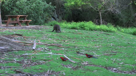 Australien-Yarra-Reicht-Wallaby-Und-Papageien