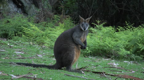 Australien-Yarra-Ranges-Wallaby-Schaut-Nach-Vorne-Und-Dreht-Dann-Den-Kopf