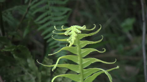 Australia-Yarra-Range-Helecho-Detalle