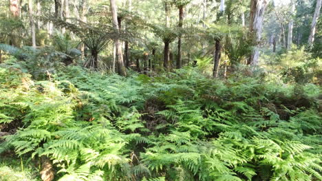 Australia-Yarra-Extiende-Helechos-En-Bosque-De-Goma