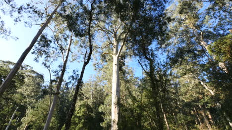 Gamas-De-Yarra-De-Australia-Bosque-De-Goma