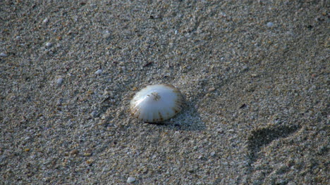 Australia-Sea-Shell-In-The-Sand