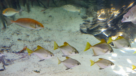 Fish-With-Yellow-Tails