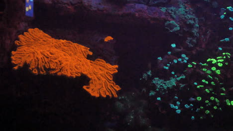 Coral-fluorescente-en-colores-brillantes
