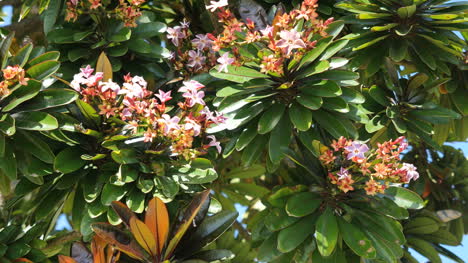 Neukaledonien-Blühender-Baum