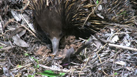 Australien-Echidna-Steckt-Die-Nase-In-Den-Dreck-Und-Hebt-Sie-Dann-An