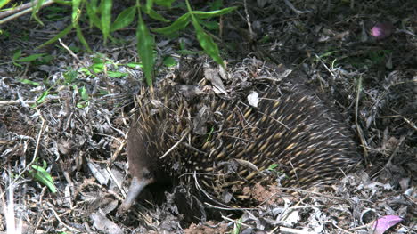 Australia-Echidna-Turns-Head-Left-Zoom