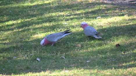 Australia-Pastoreo-Galahing-Birds