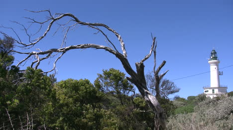 Australia-Point-Lonsdale-Knorriger-Baum-Und-Leuchtturm