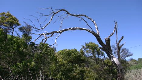 Australia-Point-Lonsdale-Knorriger-Baum