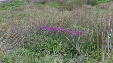 Australien-Küstenblumen-Und-Schilf