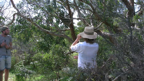 Australien-Touristen-Fotografieren-Koala-Im-Baum