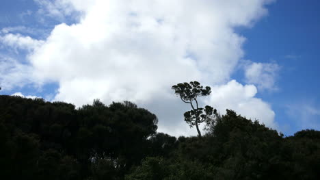 Neuseeland-Catlins-Podocarp-Baum-Und-Wolke