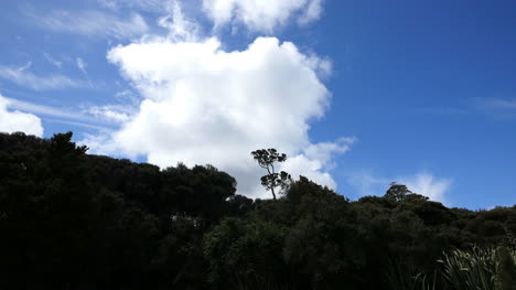 Neuseeland-Katzenwolken-über-Podocarp-Wald