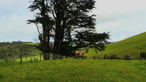 New-Zealand-Catlins-Cow