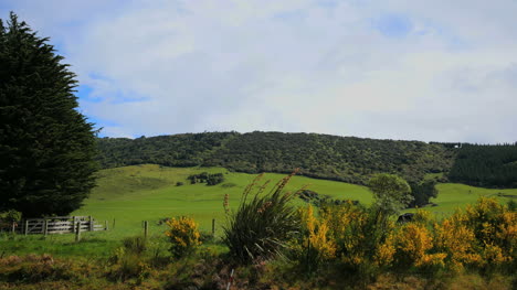 Neuseeland-Catlins-Hügel-Und-Weide
