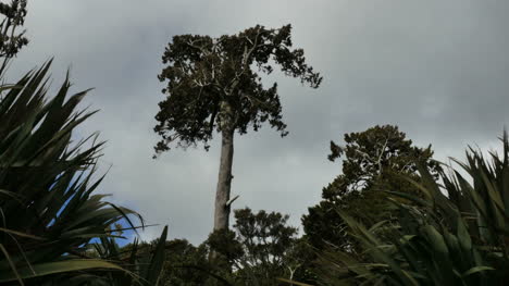 Neuseeland-Catlins-Podocarp-Baum-Gegen-Wolke