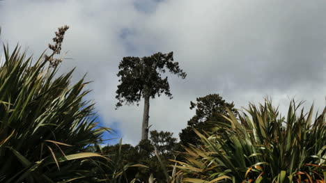 New-Zealand-Catlins-Podocarp-Tree