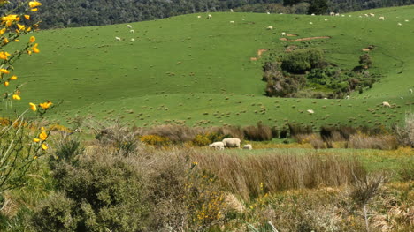 Neuseeland-Catlins-Schafe-Jenseits-Von-Unkraut